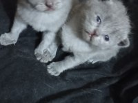 Dişi Scottish Fold Yavru