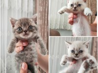 Birbirinden tombul british shorthair yavrular