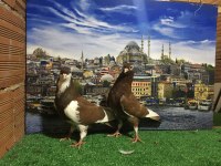 SARI ORİNG GÜVERCİN