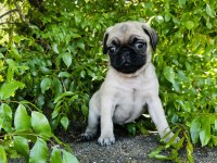 Pug Ve Mops Bebeklerimi Dişi Yavrular Sizleri Bekliyor
