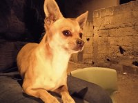 Eşleşme chihuahua 2 yaşında erkek köpeğimiz için
