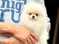 Pomeranian yavrularımız