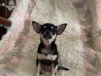 Chihuahua yavruları