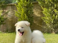 JAPON AKİTA INU YAVRULARİ İSTANBUL