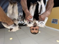 Top kafa Scottish fold yavrular Ankara mağazamızda 