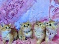 Dişi Erkek Bebek Kediler Yeni Evlerini Arıyorlar