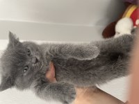 55 günlük british shorthair dişi yavrularımız