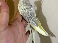 EVLERE MASKOT 51 GÜNLÜK RENK GÜZELİ SULTAN BEBEK