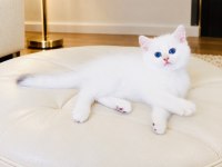 Şecereli British Shorthair Golden Point erkek yavru
