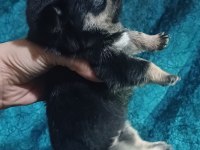 Pink taşıyıcı pug yavrular