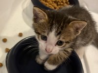 4 YAVRU KEDİMİZ SAHİPLERİNİ ARIYOR ÜCRETSİZDİR