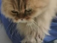 RAGDOLL İLE BRİTİSH KIRMASI PAMUK KEDİM