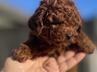 ORJİNAL TOY POODLE YAVRULAR