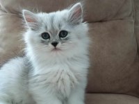 British Longhair