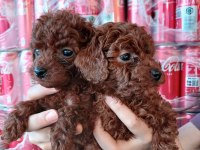 Orjinal her boy toy poodle bebekler