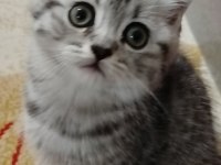 Hoşçakal oscarım bal mı bal kedimiz
