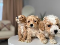 Maltipoo Adrese Teslim, Kapıda Ödeme Yapabilirsiniz