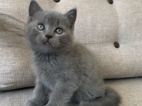Kedi erkek british shorthair