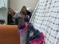 TESLİME HAZIR SFENKS KEDİSİ