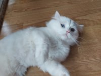 Acil şehir dışına taşıyacağız 8 aylık chinchilla