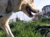 Golden Retriever sahiplendirme