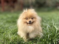 AÇIK RENK ÜST KALİTE GENÇ YETİŞKİN DİŞİ BOO POMERANİAN
