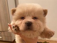 Çin aslanı chow chow