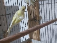 SULTAN PAPAGANI YAVRU KIZMA ÇİFT// JAPONES MUHABBET KUŞU