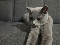 Acil Sahiplendirme Ücretsiz Kedimiz