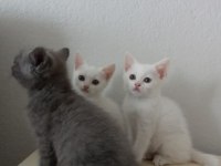 Safkan British Shorthair Bebekler - Renk Renk