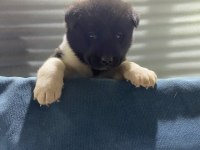 Amerikan akita