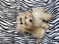 Maltipoo dişi 2 aylık
