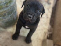 Presa Canario Yavruları Sağlıkları Yerinde