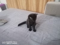 İki yavru 3 aylık british shorthair
