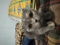 5 Aylık Yavru Scottish Fold
