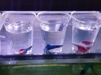Rengarenk betta balıkları