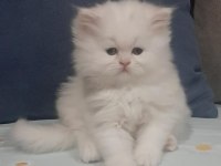 Teslime hazır kartopu gibi chinchilla bebeklerimiz