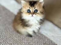 Golden British Longhair