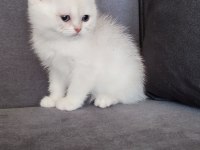 British shorthair prenses