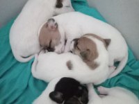JACK RUSSELL YAVRULAR REZERVE EDİLİR