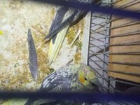 3 tane yavru sultan papağanı sahiplendirme 3 aylık