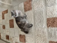 Safkan Scottish Fold