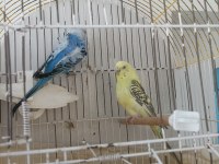 Muhabbet kuşu evinizin neşesi olacaklar