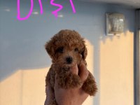 2 dişi ve 1 erkek toy poodle yavrular