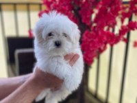 MALTESE YAVRULAR
