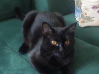ÜCRETSİZ BABA SCOTTISH FOLD , ANNE SİYAM DİŞİ KEDİ