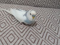 Konuşan Ele Alışık Muhabbet Kuşu