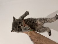Scottish fold ve straight kediler