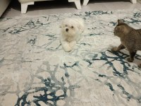 Kore kan maltese bebek harika