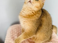 Kucak delisi british shorthair